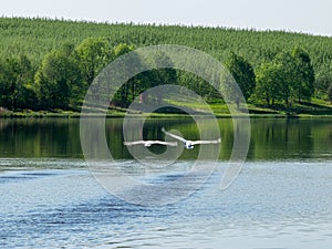 Summer landscape with lake and green trees on shore.  calm water and reflections