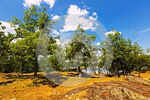 Summer landscape with lake and oaks photo