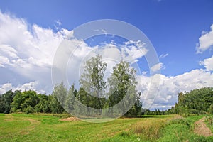 Summer landscape in Latvia, East Europe. Birch trees and forest.