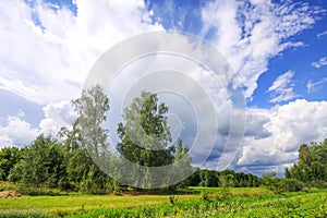 Summer landscape in Latvia, East Europe. Birch trees and white clouds