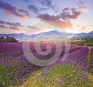 Summer landscape with lavender field photo