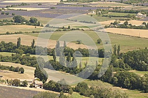 Summer landscape with lavender fields