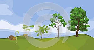 Summer landscape with life cycle of oak tree. Growth stages from acorn