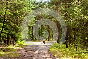Summer landscape - a lone cyclist travels the countryside road through the forest