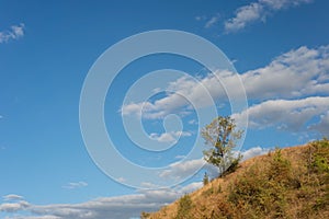 Summer landscape of a lonely tree, against the backdrop of a cloudy blue sky