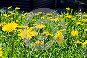 Many yellow blooming dandelions milk-witch gowan on the lawn near the house.