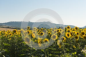 Summer landscape in Marches (Italy)