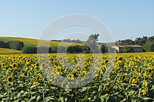 Summer landscape in Marches (Italy)