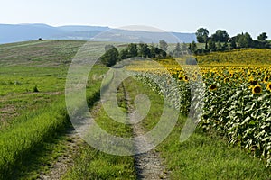 Summer landscape in Marches (Italy)