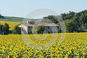 Summer landscape in Marches (Italy)