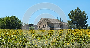 Summer landscape in Marches (Italy)