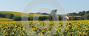 Summer landscape in Marches (Italy)