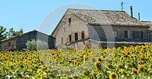 Summer landscape in Marches (Italy)