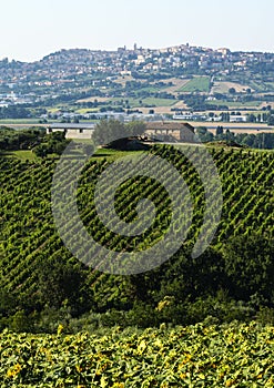 Summer landscape in Marches (Italy)