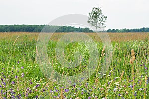 Summer landscape. Meadow with blooming wild flowers in rural areas