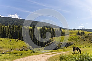 Summer landscape with mountains and grazing horses . Plateau Assy, Kazakhstan