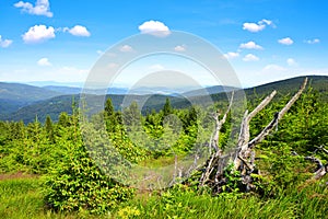 Summer landscape in National Park Sumava. Czech republic.