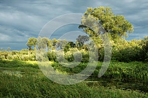 summer landscape near the Berezina river