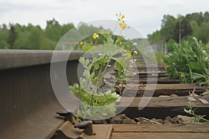 summer landscape near a bridge railway