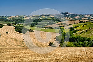 Summer landscape near Monterubbiano Fermo, Marches