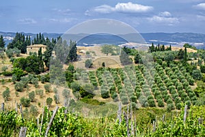 Summer landscape near Volterra, Tuscany