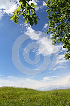 Summer landscape with oak branch