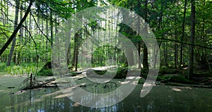 Summer landscape of old forest and broken tree