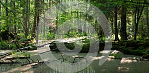 Summer landscape of old forest and broken tree