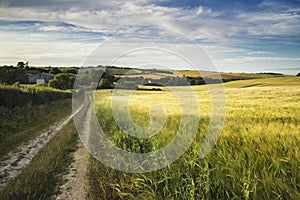 Summer landscape over agricultural farm field of crops in late a