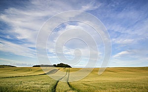 Summer landscape over agricultural farm field of crops in late a