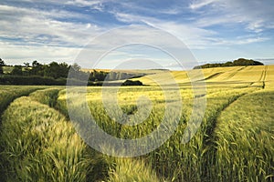 Summer landscape over agricultural farm field of crops in late a