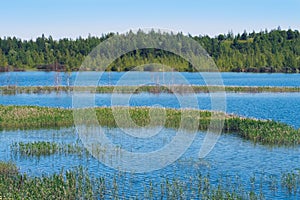 Summer landscape of the overgrown lake. Flooded sand quarry near Sychevo. Lush green summer lake view