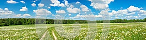 Summer landscape panorama with blossoming field
