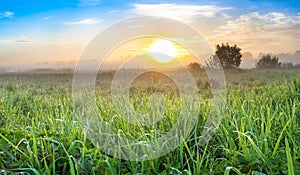 Summer landscape panorama with sunrise and meadow