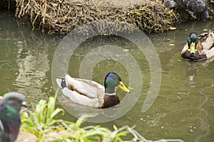 Summer landscape, Park, grey ducks on the pond