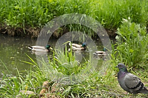 Summer landscape, Park, grey ducks on the pond