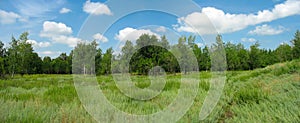 Summer landscape in the park. Panorama