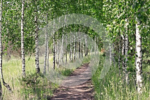 Summer landscape. Path in the birch copse