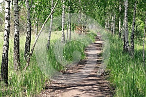 Summer landscape. Path in the birch copse