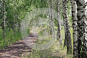 Summer landscape. Path in the birch copse
