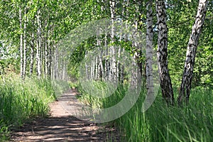 Summer landscape. Path in the birch copse