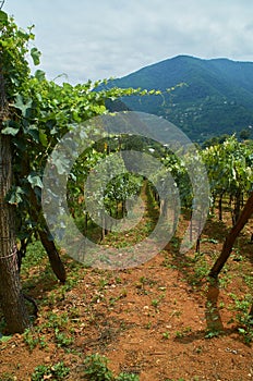 Summer landscape photo of vineyard, winery with raws of green grapevines. Rural countryside view, village in Adjara