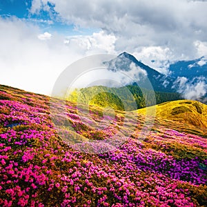 Summer landscape with pink blooming rhododendron flowers