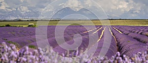 Summer landscape of Provence with flowering lavender fields.