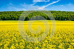 Summer Landscape with Rape Field on the Background of Beautiful. photo