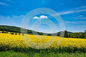 Summer Landscape with Rape Field on the Background of Beautiful. photo