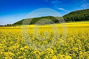 Summer Landscape with Rape Field on the Background of Beautiful. photo