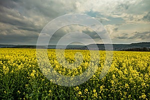 Summer Landscape with Rape Field on the Background of Beautiful. photo