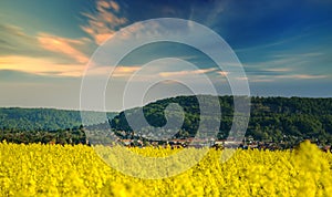 Summer Landscape with Rape Field on the Background of Beautiful. photo