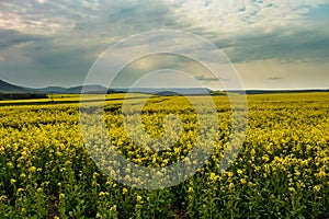 Summer Landscape with Rape Field on the Background of Beautiful. photo